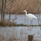 Silberreiher fischt in der überfluteten Lippeaue