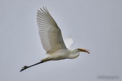 Silberreiher fliegt auf und davon