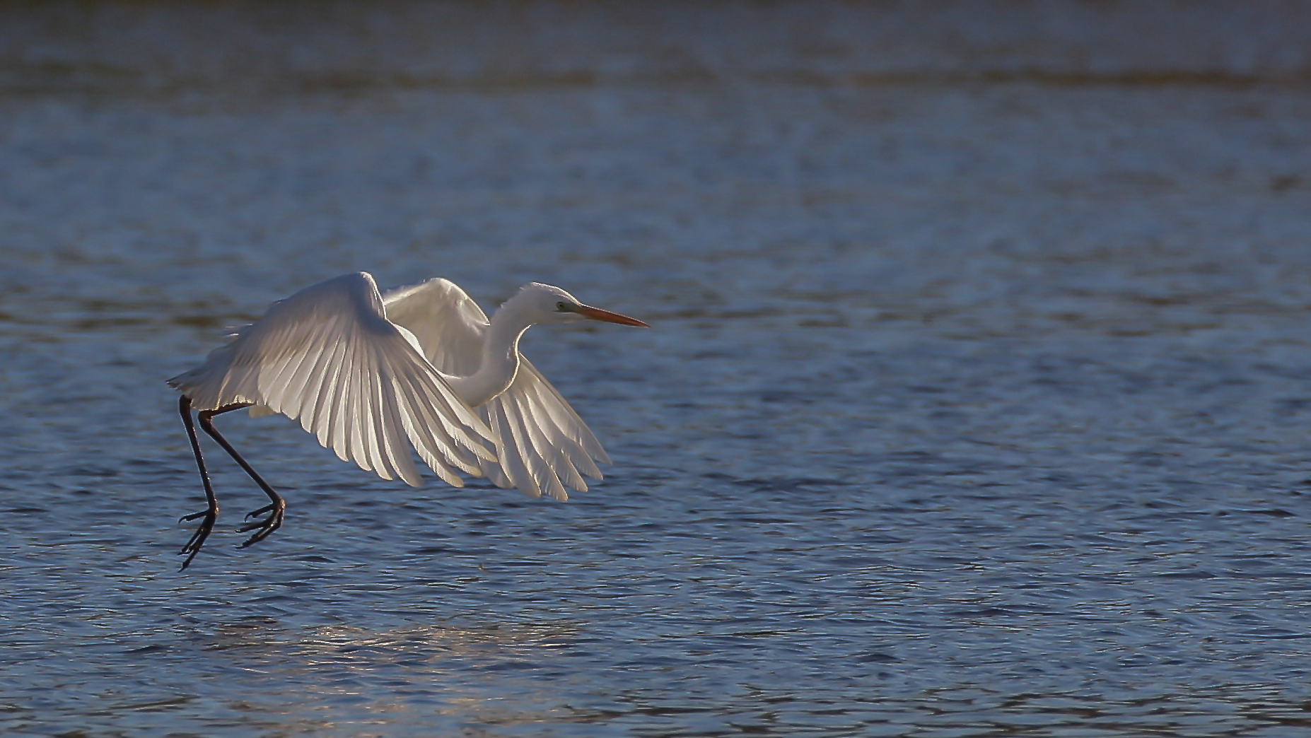 Silberreiher  Flug