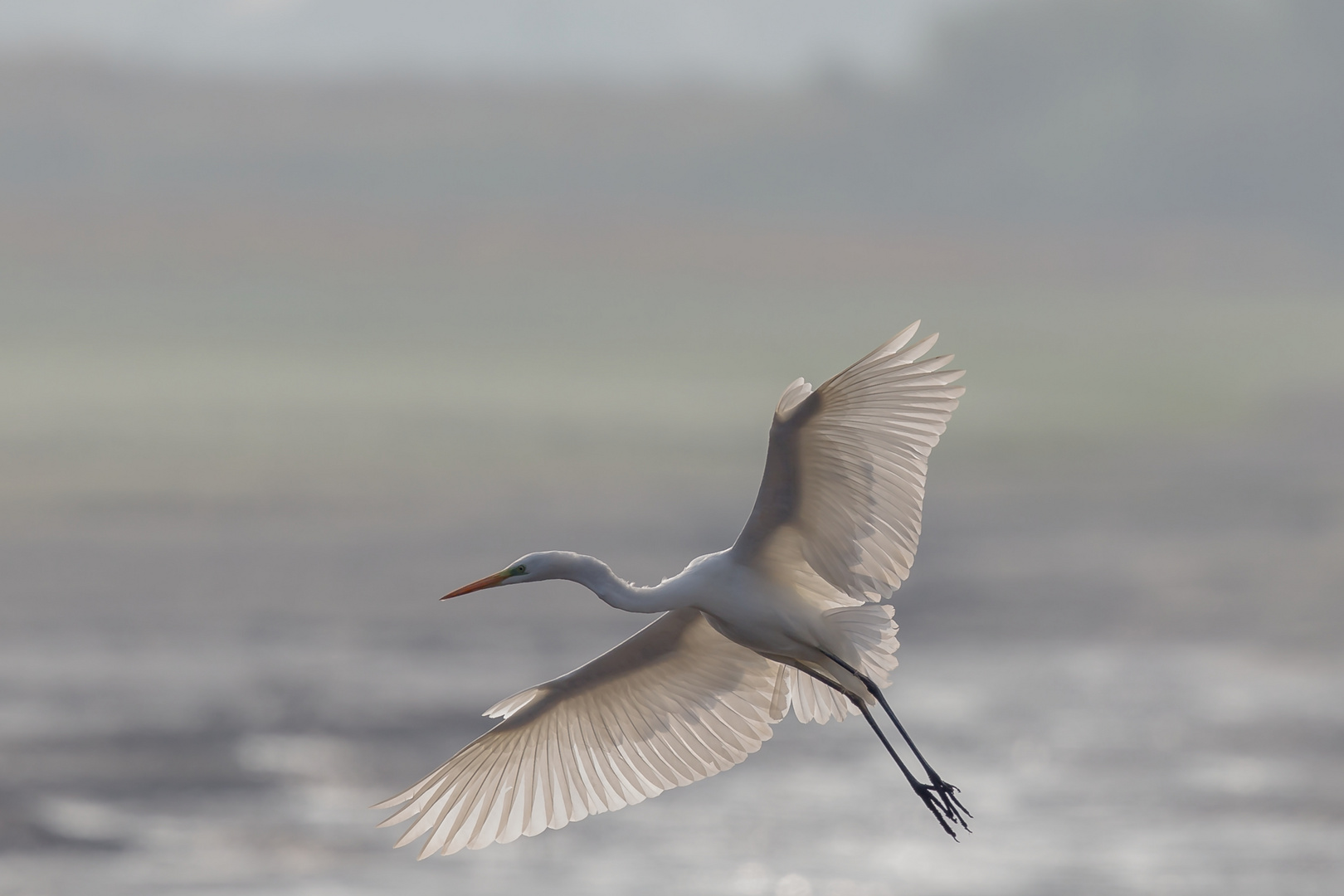 Silberreiher Flug Gegenlicht Dunst