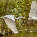 Silberreiher Flugstudie