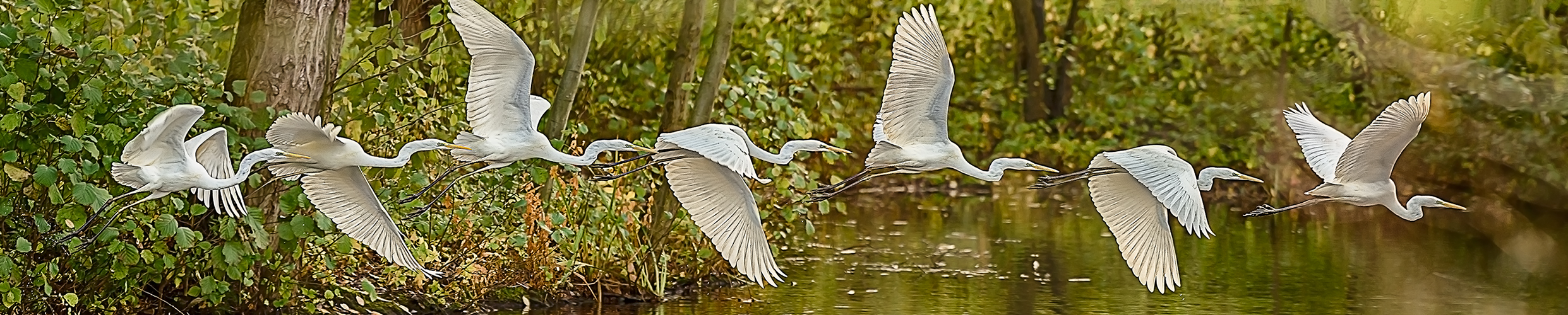 Silberreiher Flugstudie