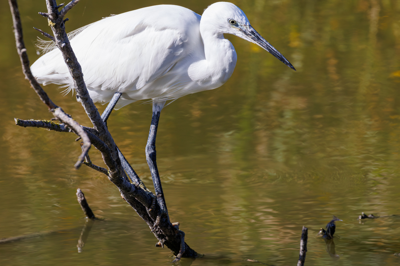 Silberreiher, Grande Aigrette