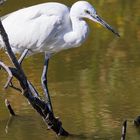 Silberreiher, Grande Aigrette