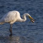 Silberreiher (Great Egret)