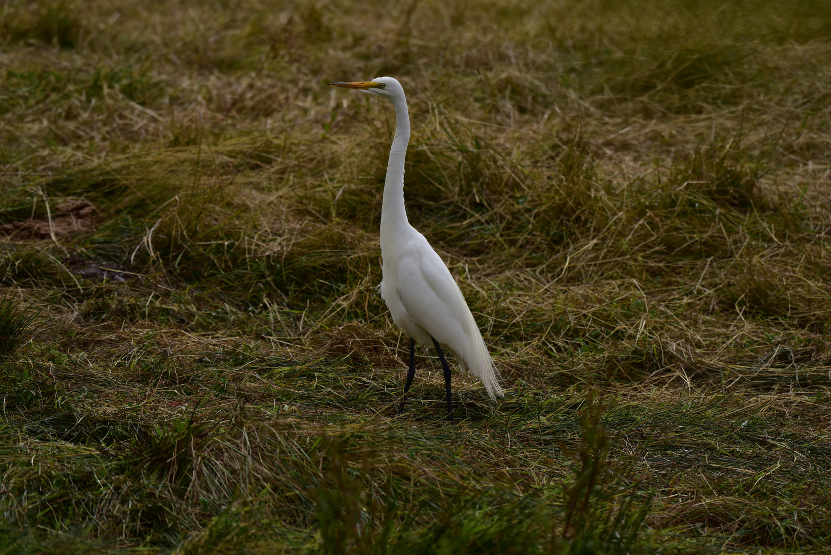 Silberreiher    ( Great Egret )              DSC_5239