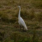 Silberreiher    ( Great Egret )              DSC_5239