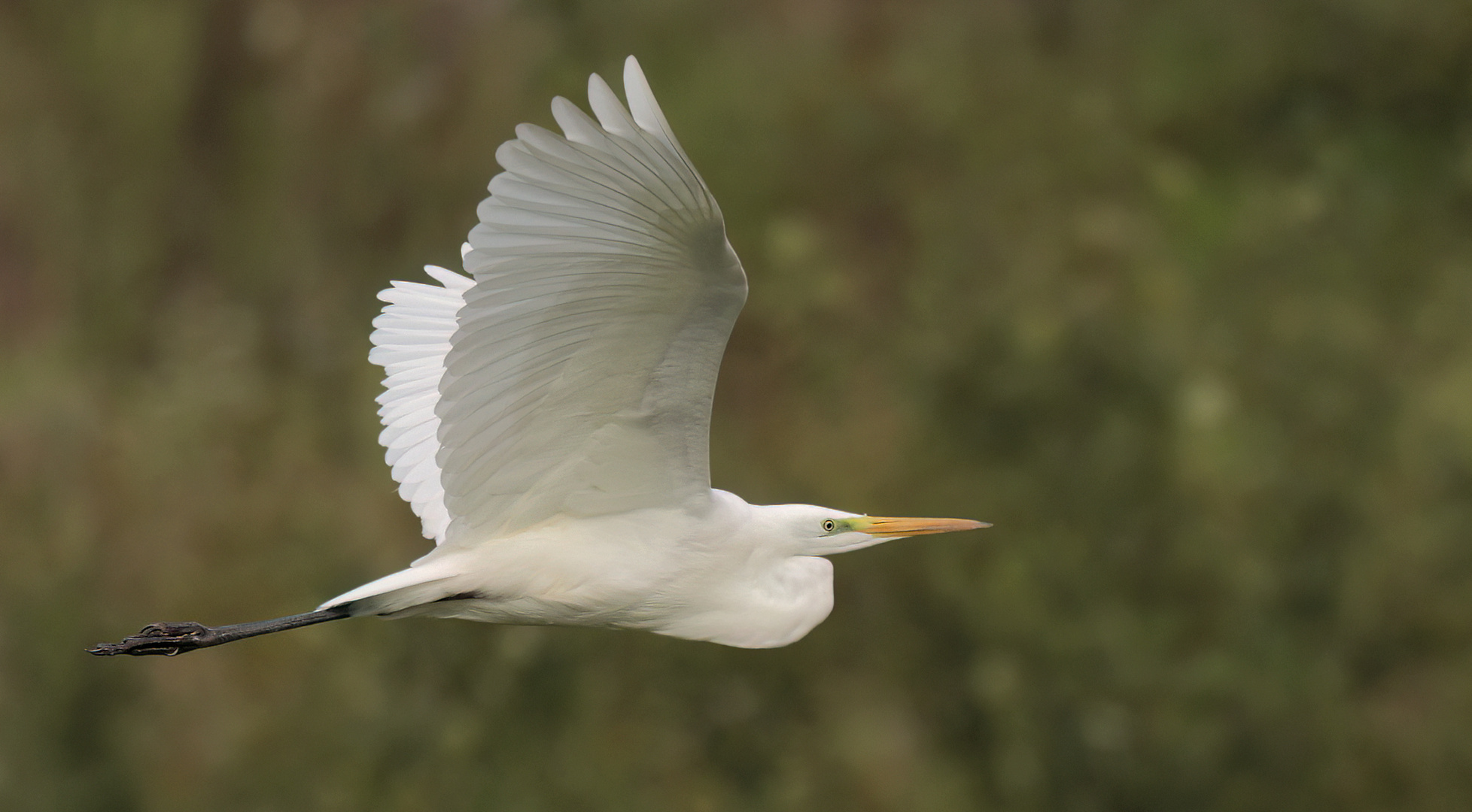 	 Silberreiher - Great White Egret Egretta alba   (Familie Reiher)