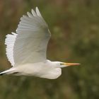 	 Silberreiher - Great White Egret Egretta alba   (Familie Reiher)