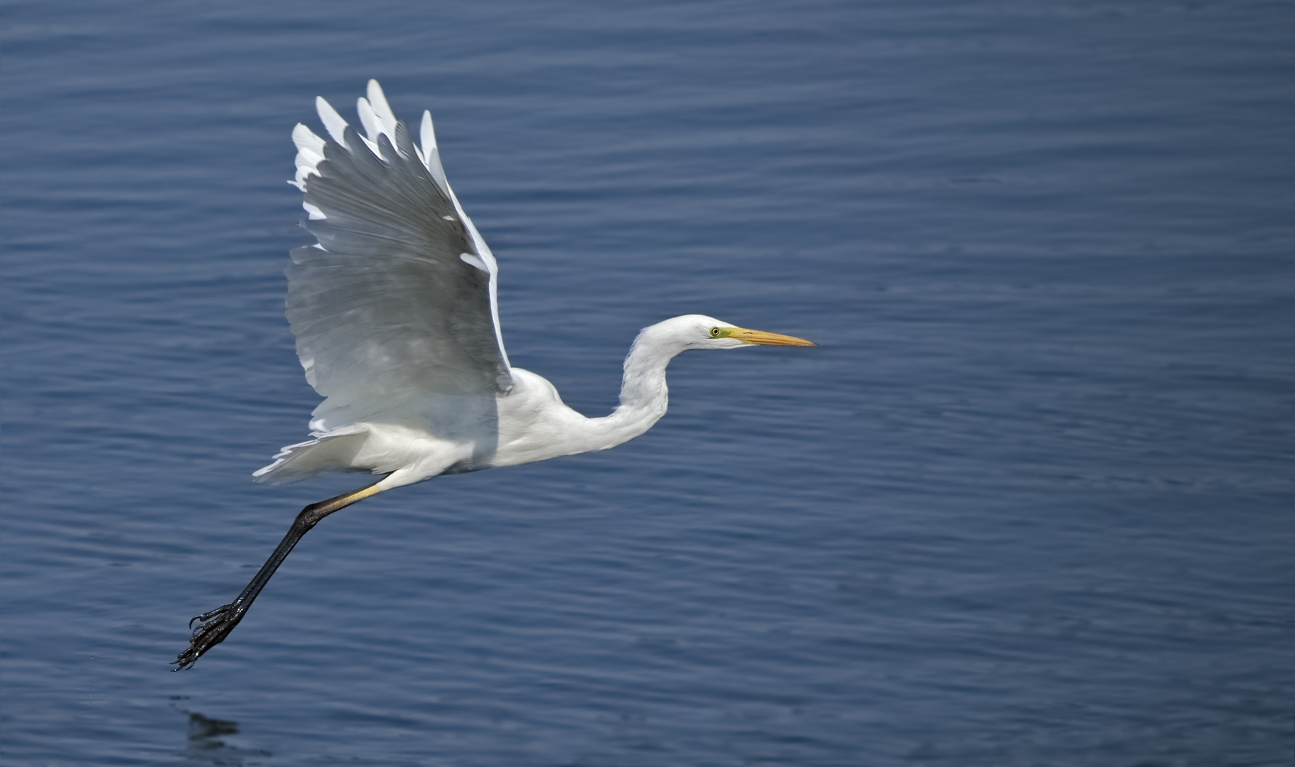 Silberreiher - Great White Egret - Egretta alba