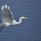 Silberreiher - Great White Egret - Egretta alba