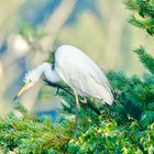 Silberreiher hält Ausschau