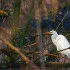 Silberreiher im Abendlicht (Great Egret)