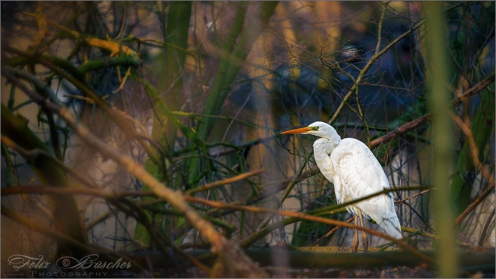 Silberreiher im Abendlicht (Great Egret)