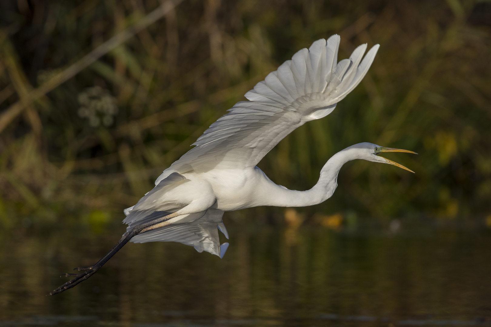 Silberreiher im Abflug