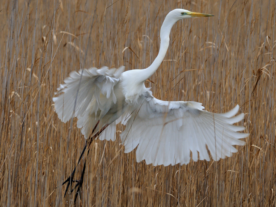 Silberreiher im Abflug