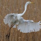 Silberreiher im Abflug