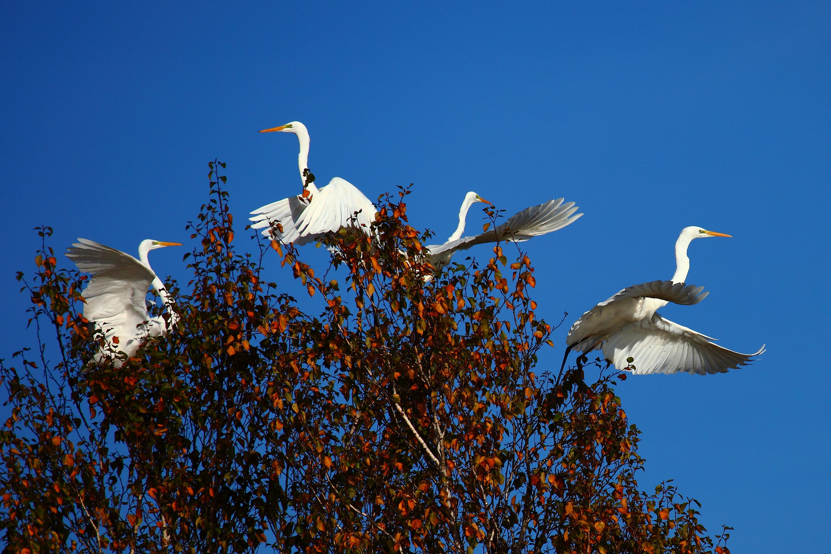 Silberreiher im Abflug.