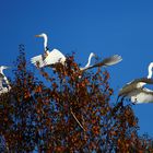 Silberreiher im Abflug.