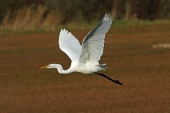 Silberreiher im Abflug