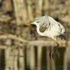 Silberreiher im Abflug