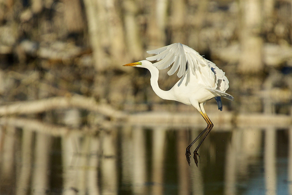 Silberreiher im Abflug