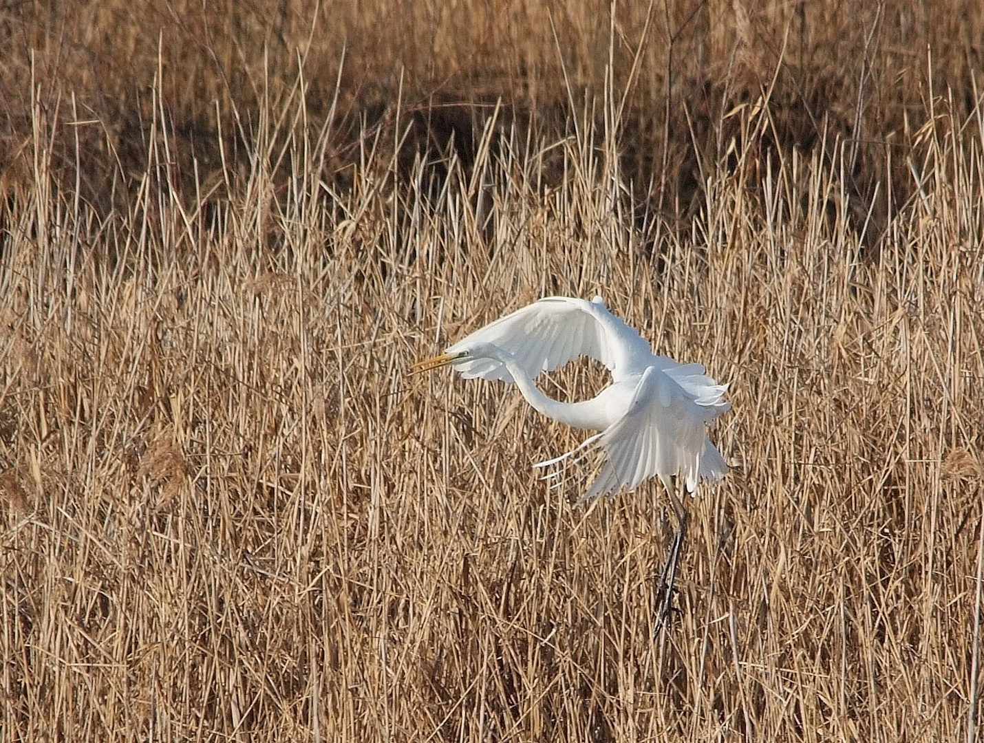 Silberreiher im Abflug