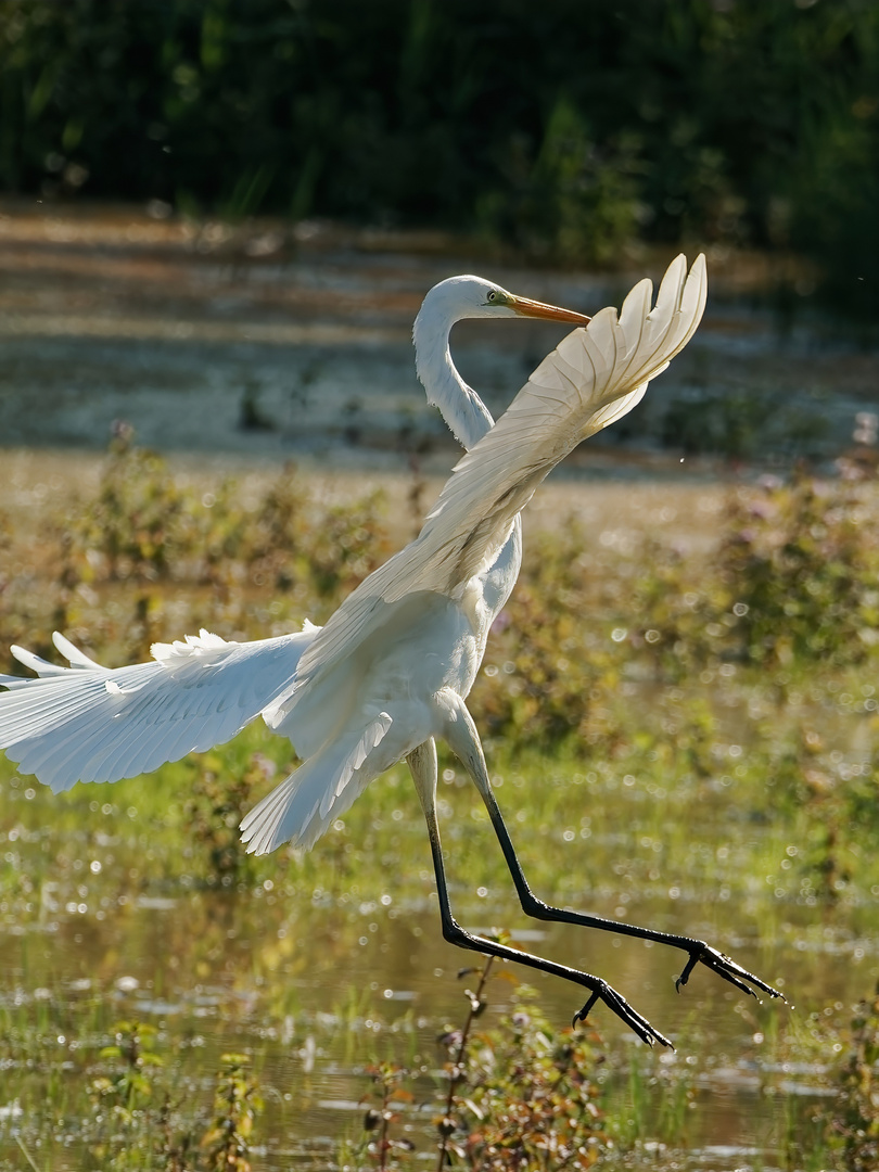 Silberreiher im Anflug