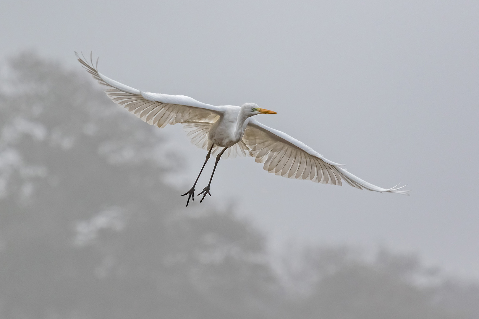 Silberreiher im Anflug