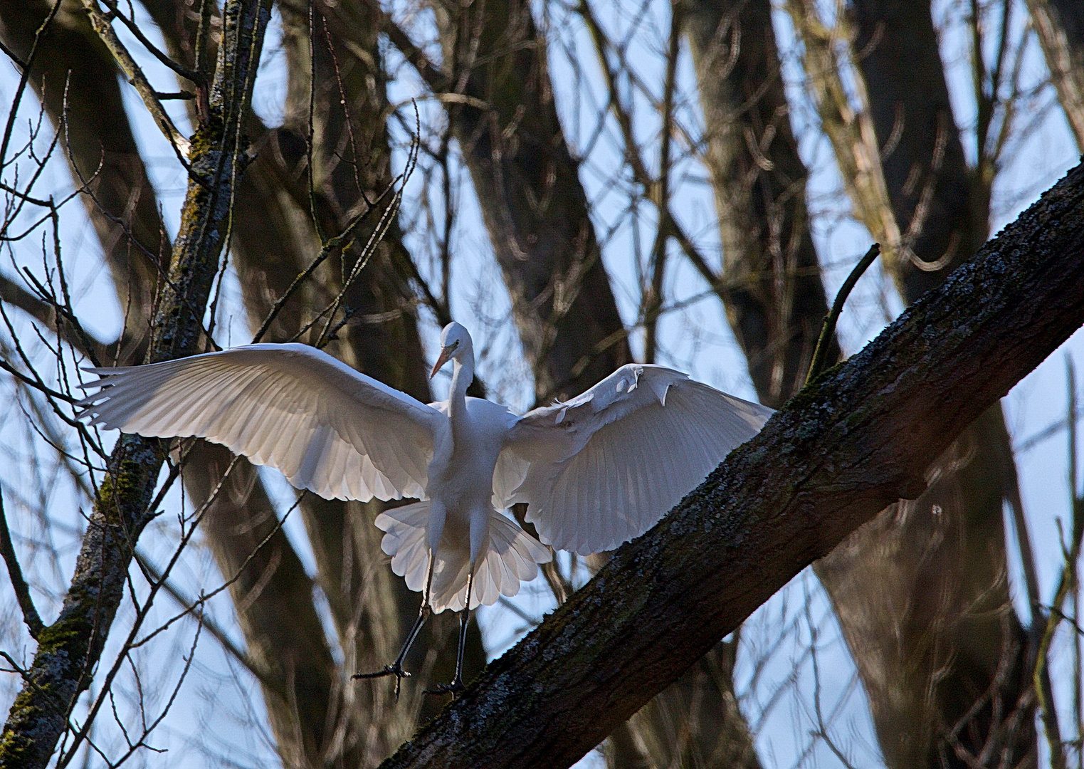  Silberreiher im Anflug