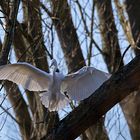  Silberreiher im Anflug