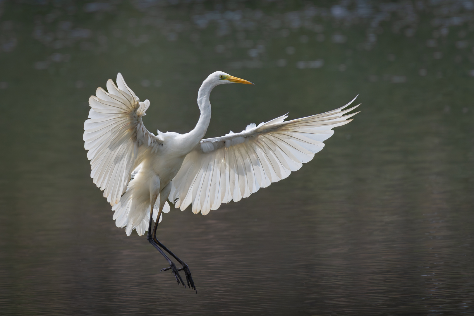 Silberreiher im Anflug