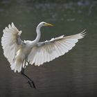 Silberreiher im Anflug