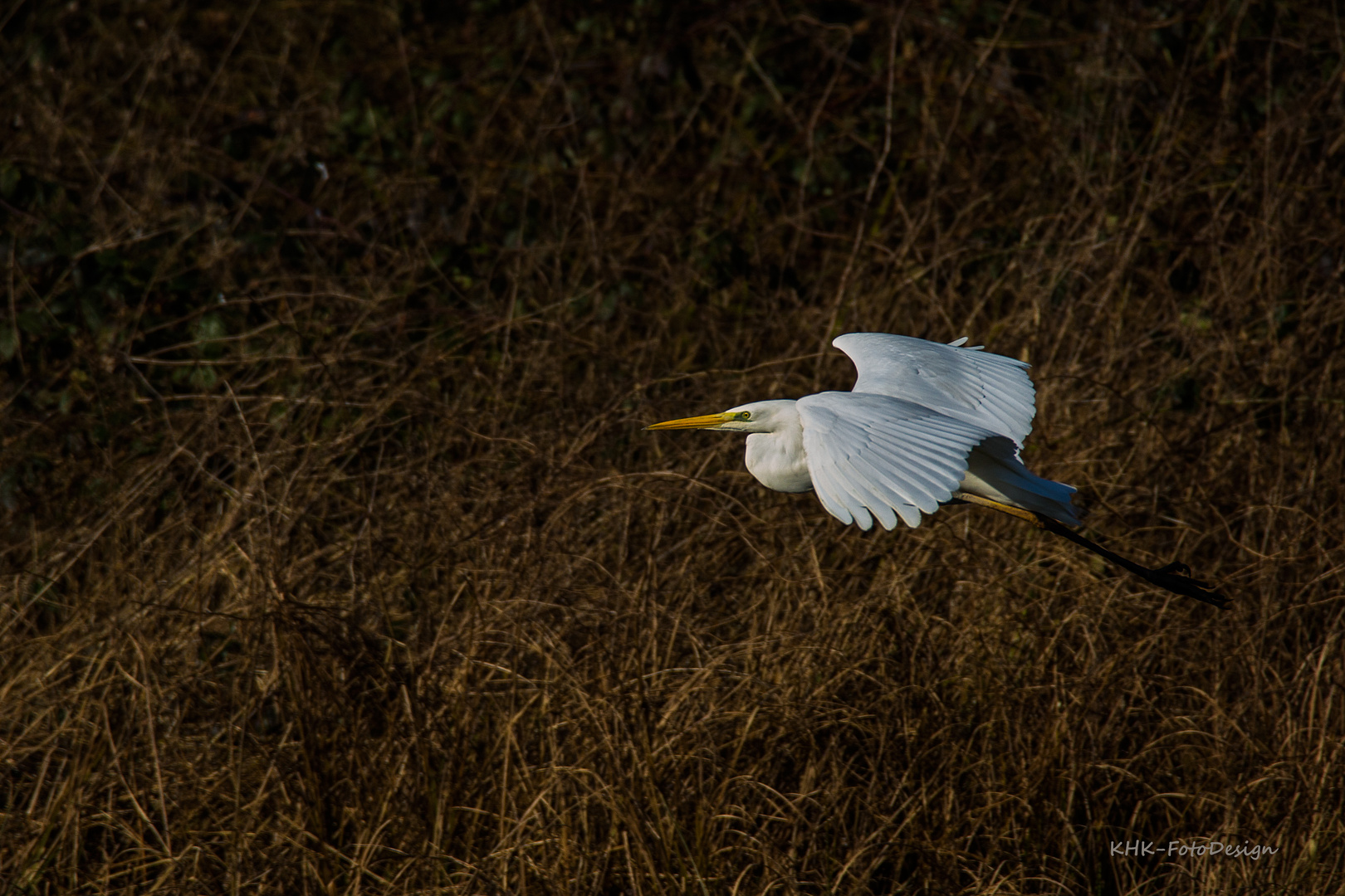 Silberreiher im Anflug