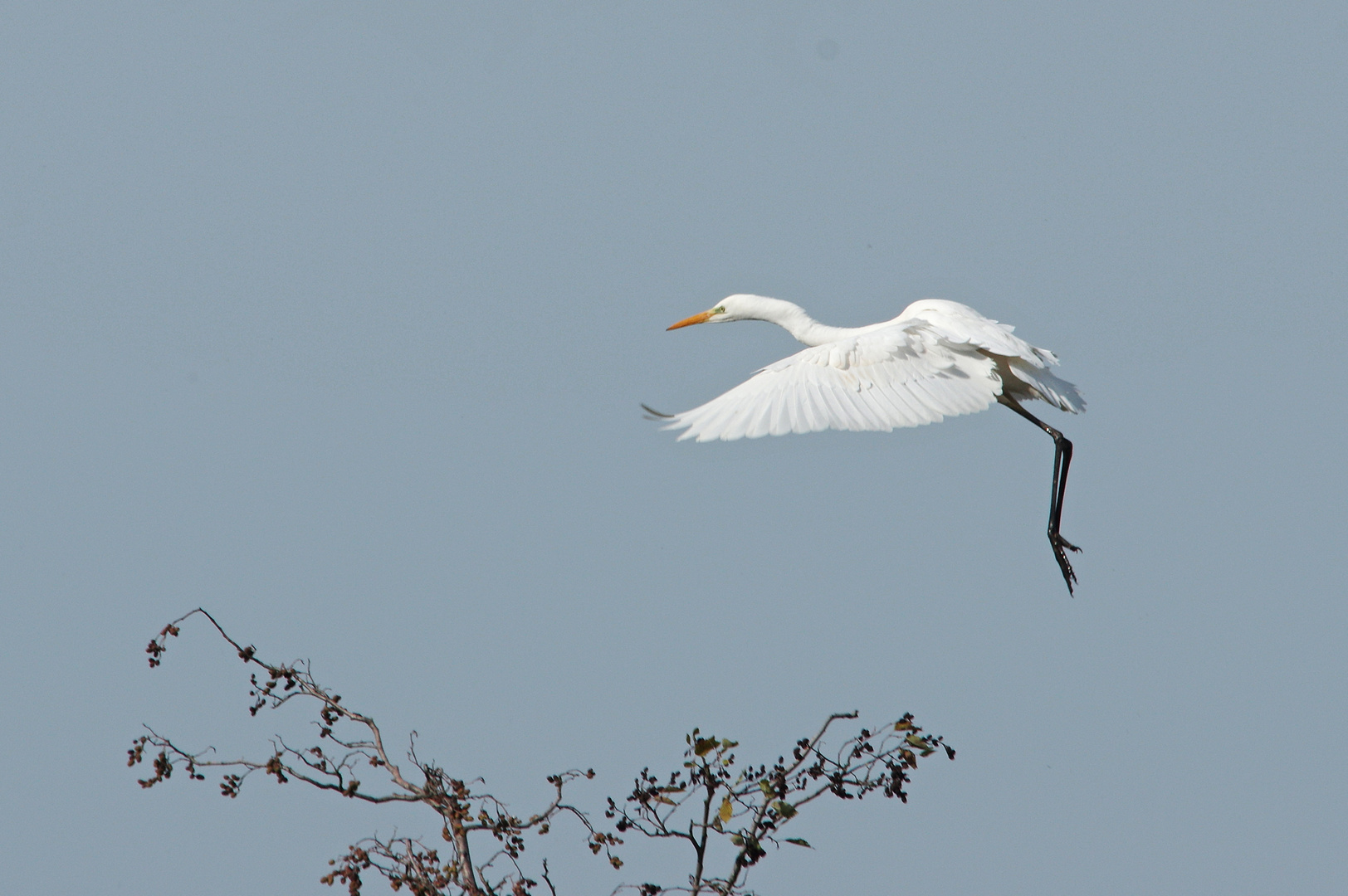 Silberreiher im Anflug