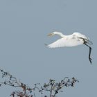 Silberreiher im Anflug