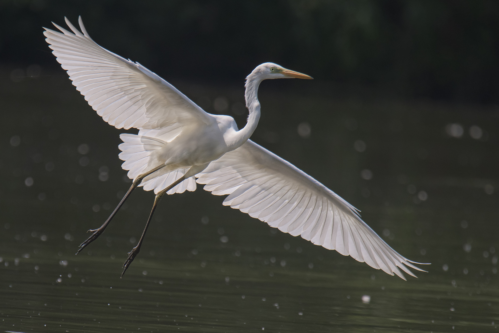 Silberreiher im Anflug