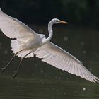 Silberreiher im Anflug