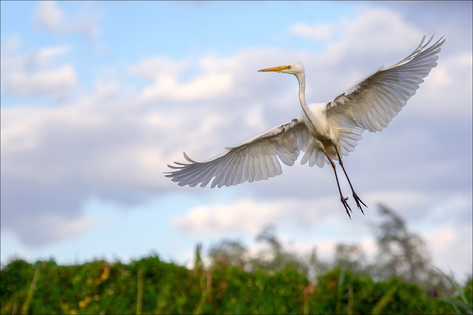 Silberreiher im Anflug...