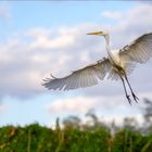 Silberreiher im Anflug...