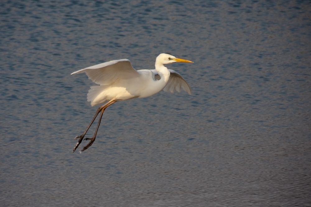 silberreiher im anflug