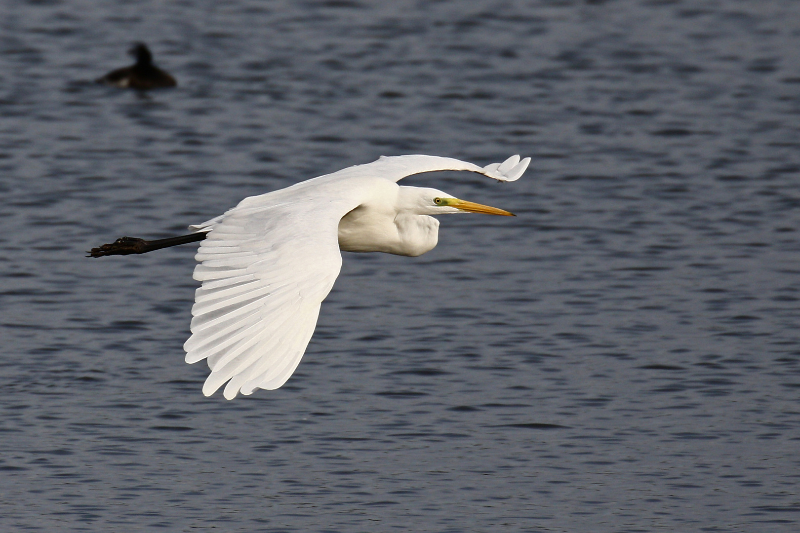 Silberreiher im Anflug