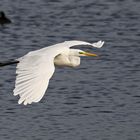 Silberreiher im Anflug