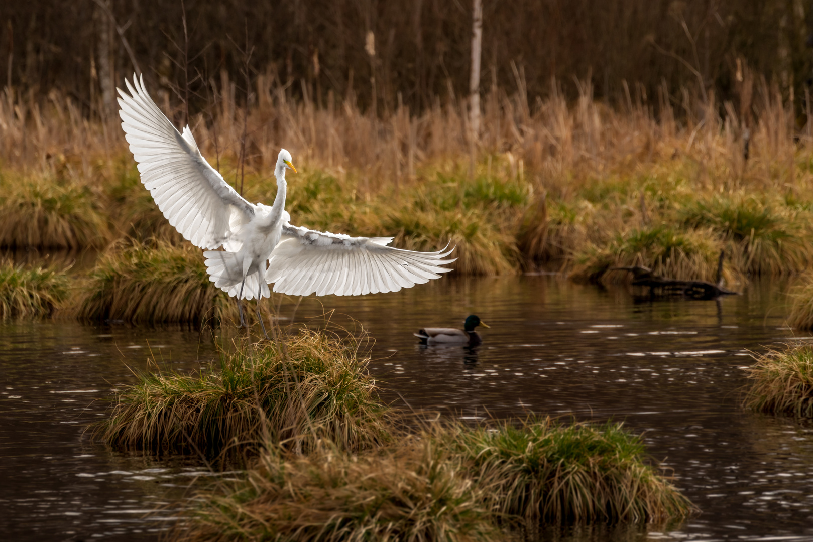 Silberreiher im Anflug