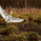 Silberreiher im Anflug