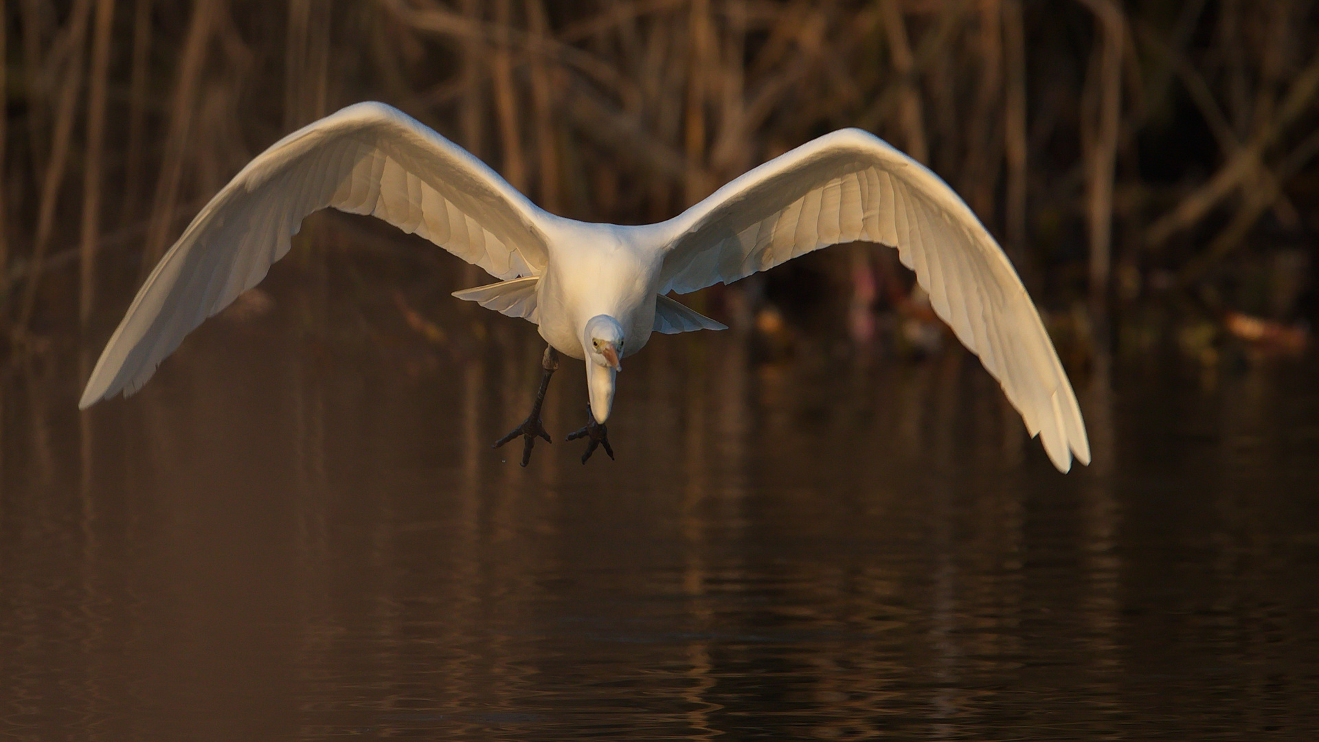 Silberreiher im Anflug