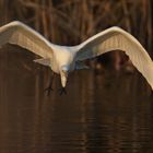 Silberreiher im Anflug