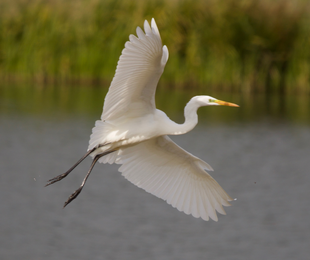 Silberreiher im Anflug