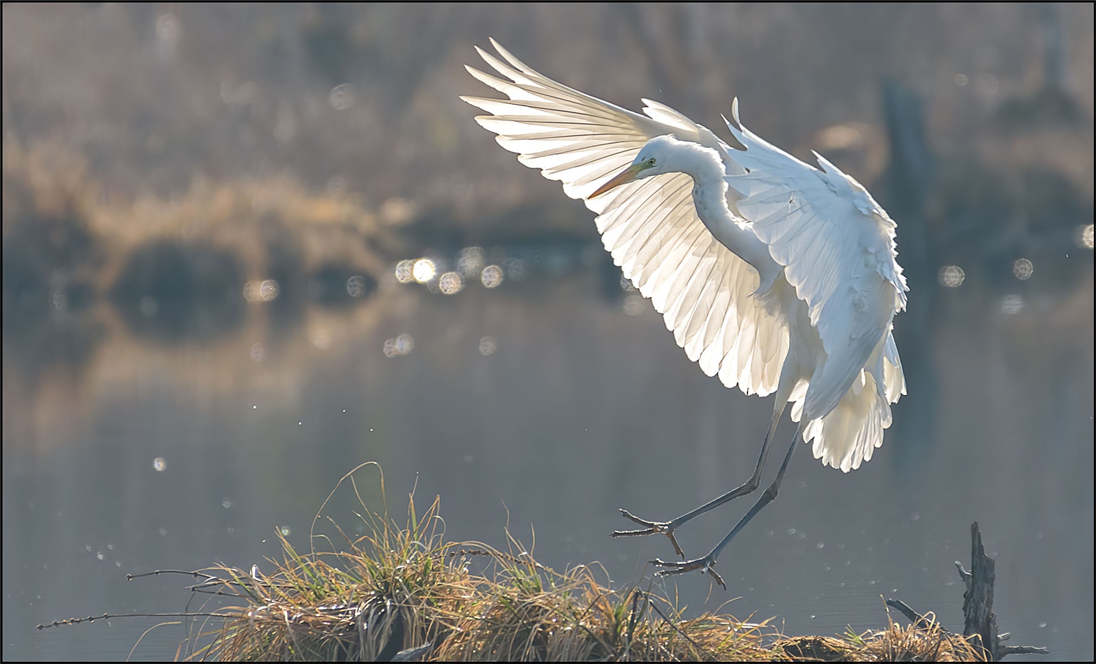 Silberreiher im Anflug