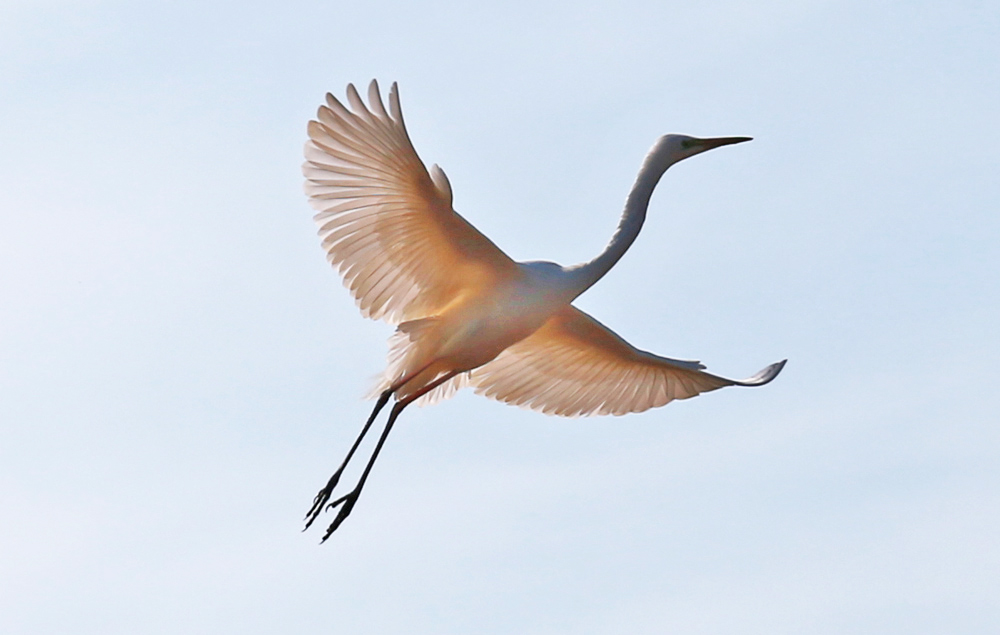 Silberreiher im Anflug